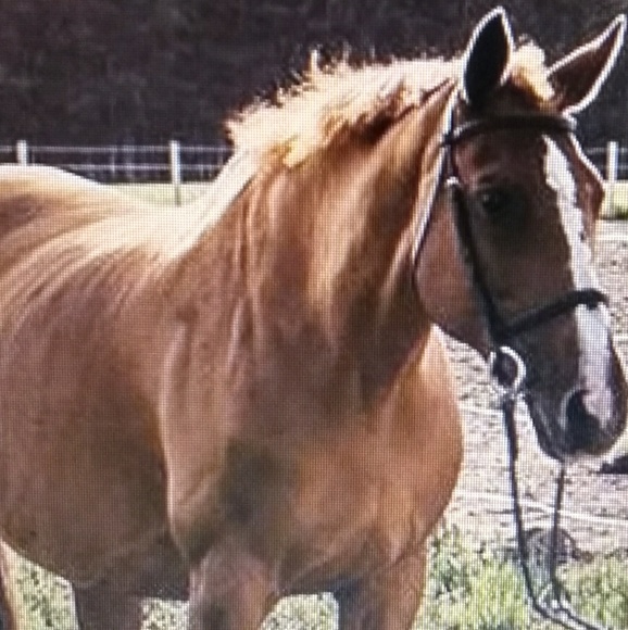 Meet your Posher, Kiki - Picture 3 of 8